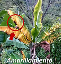 Banano genéticamente modificado - Afectación de Fusarium