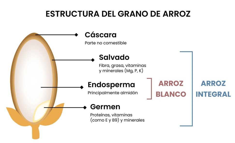 Arroz biofortificado_estructura del arroz