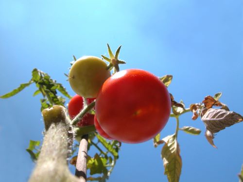 tomate editado con CRISPR