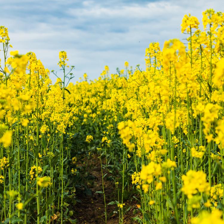 Cultivo de canola - canola editada