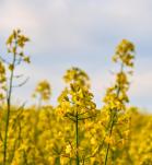 canola transgénica, transgénicos en colombia, colombia transgénicos