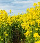 Cultivo de canola - canola editada