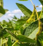 soya resistente, Agro-Bio, editados