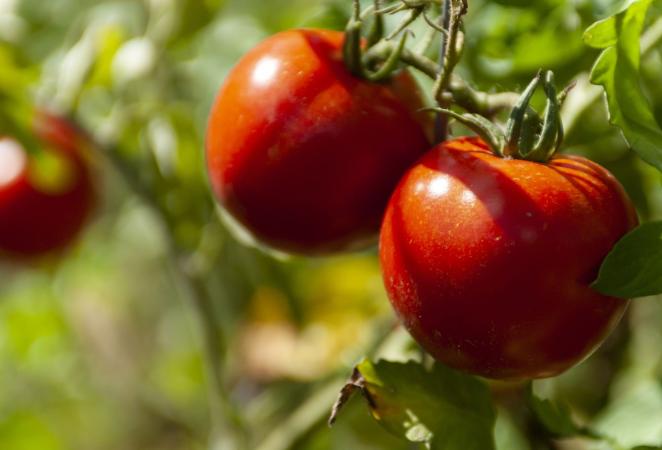 Tomate editado con CRISPR